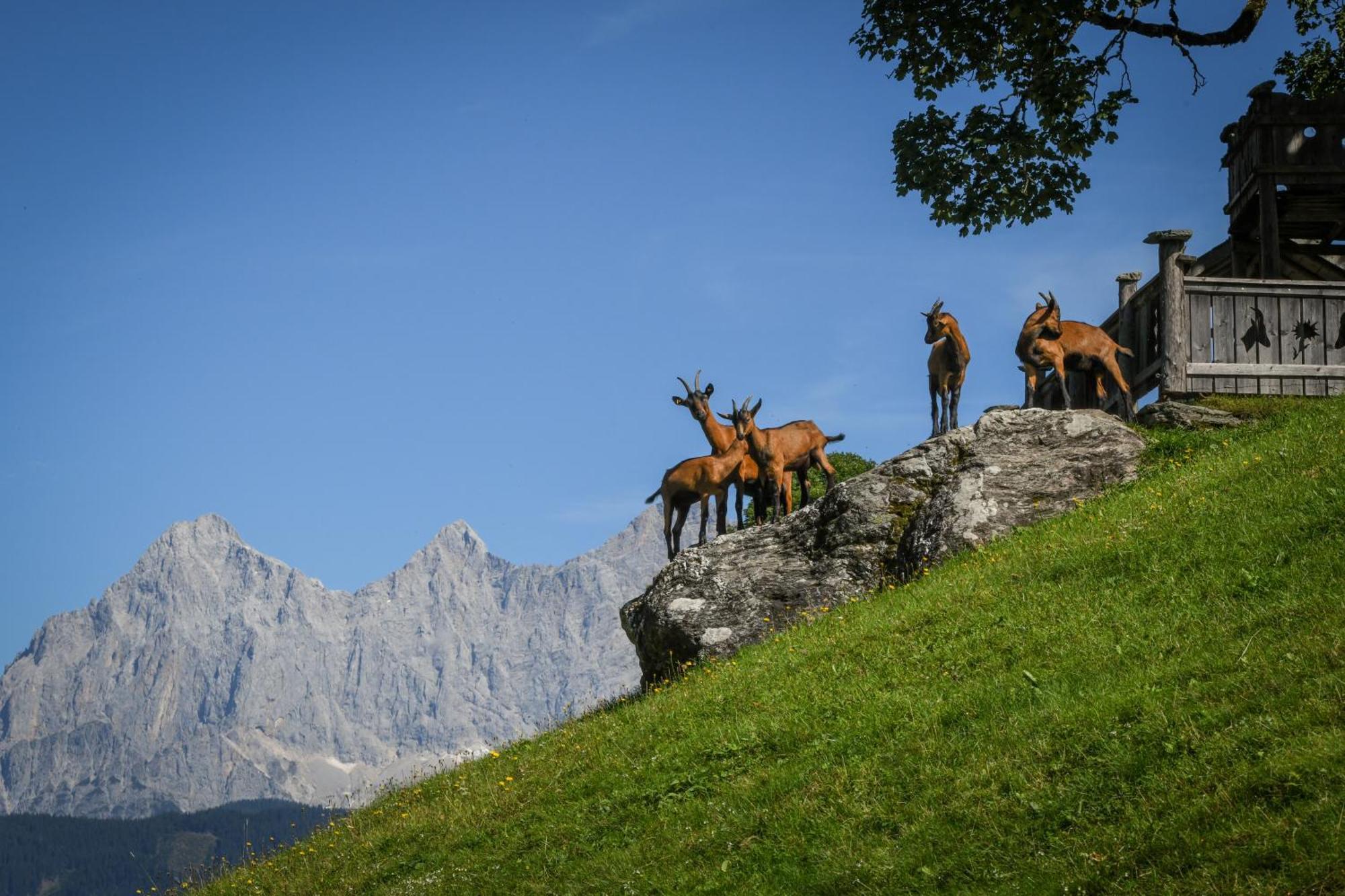 Estadia no rancho Strickhof Schladming